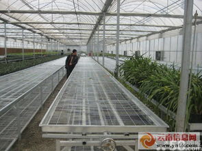 专业承接各类钢架大棚工程 联栋大棚、插地棚、温室餐厅与智能温室