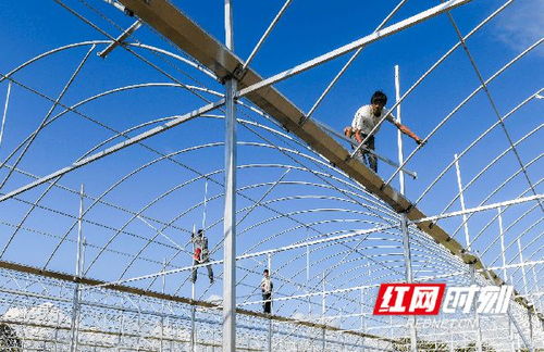 湖南道县 钢架大棚建设忙 促农增收产业旺